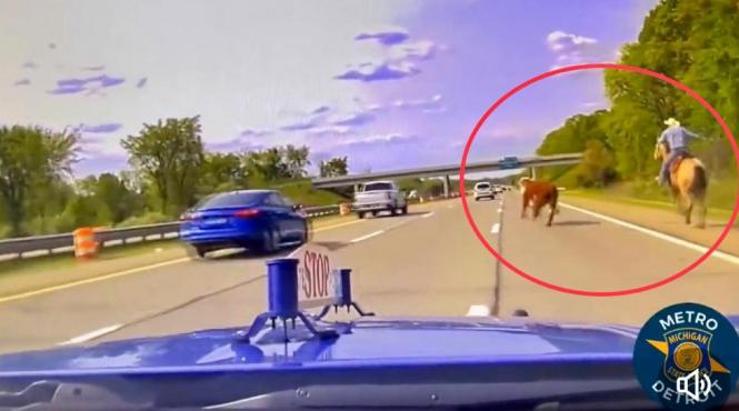 urmarire cowboy lasou prins vaca autostrada