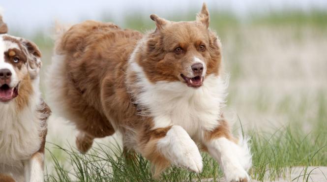 10 lucruri sperie cainii cum gestionezi situatiile stresante