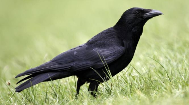 ce inseamna cand vezi corbi mituri legende