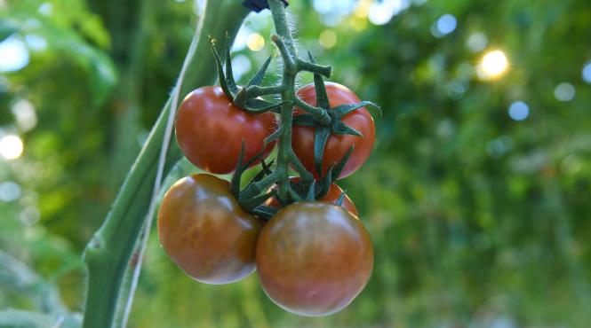 substante periculoase mii tone mancare toxica plante tratate