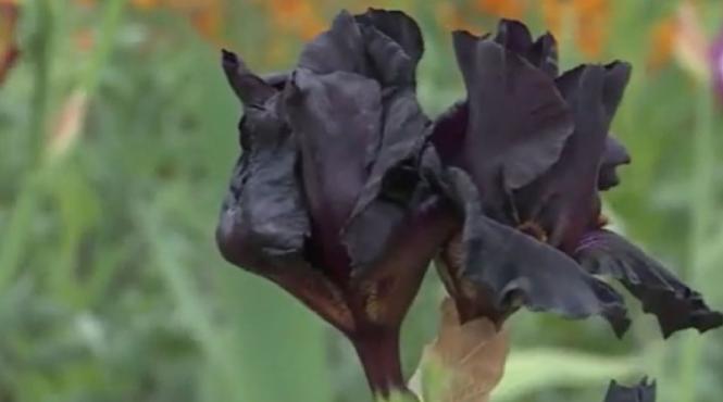 iris negru dulce extract zahar floare