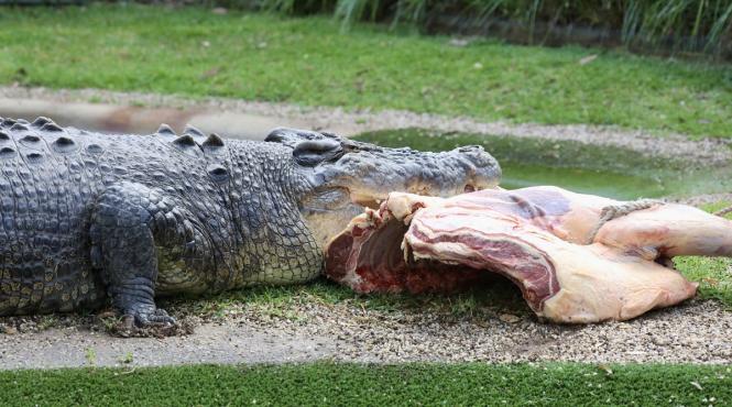 supravietuire falcile unui crocodil