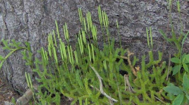 beneficii pedicuta sanatate eficienta alcool tutun dureri