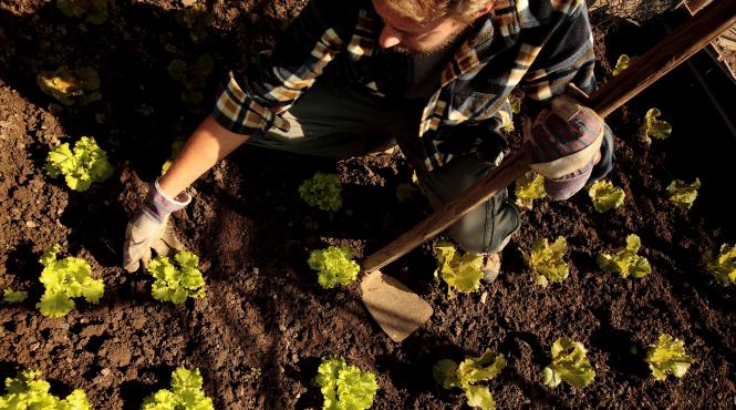 9 verdeturi cultivate iunie salate proaspete toata vara