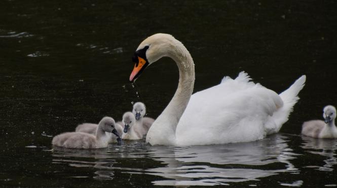 adolescenti omorat mancat lebada
