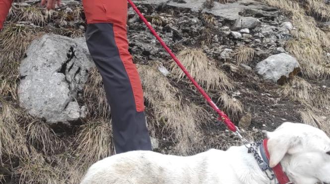 caine cazut prapastie bucegi