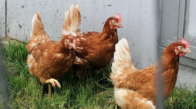 gripa aviara urmatoarea pandemie globala