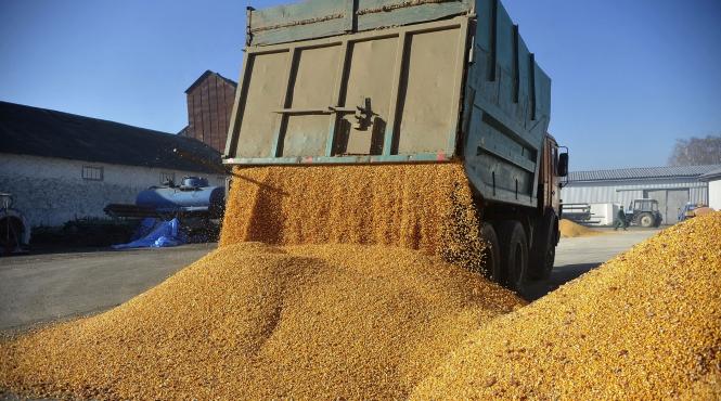 comisia europeana va prelungi restrictii import cereale ucrainene 5 state vecine
