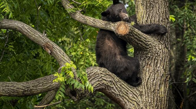urs negru strazi washington capturat autoritati