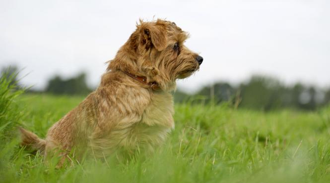 explicatiile unui comportament frecvent al cainelui de ce iti intoarce spatele