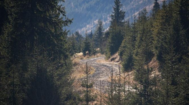 criza lemn interes proprietari paduri