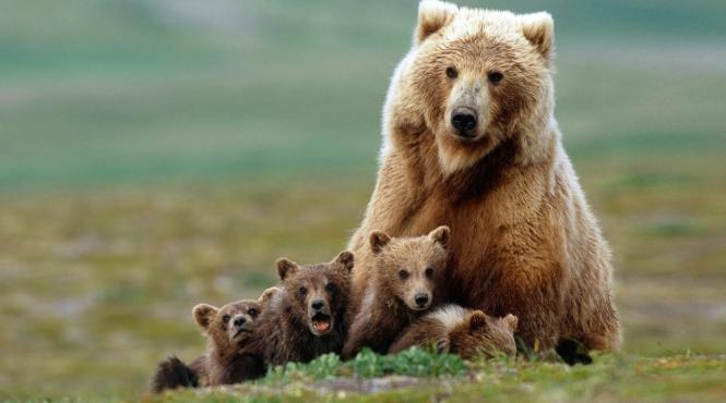 ordin ucidere 500 ursi tanczos barna covasna harghita