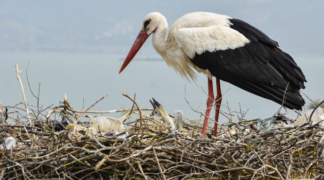 recensamant berzele albe romania