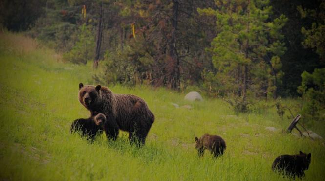 ursi cote preventie zone campie