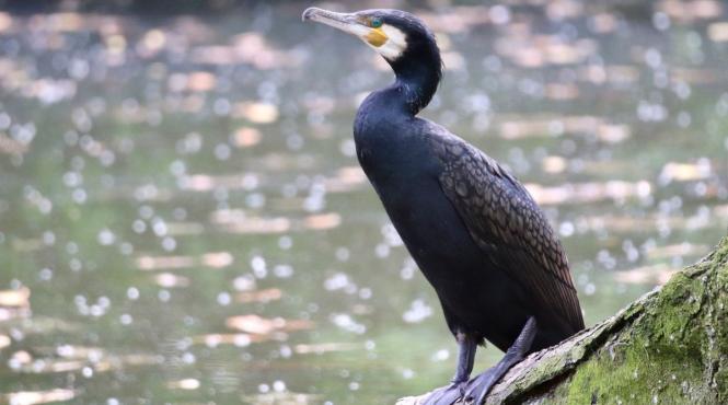 ciori fermieri pagube culturi lege