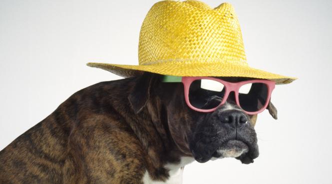 de ce urmareste cainele motive