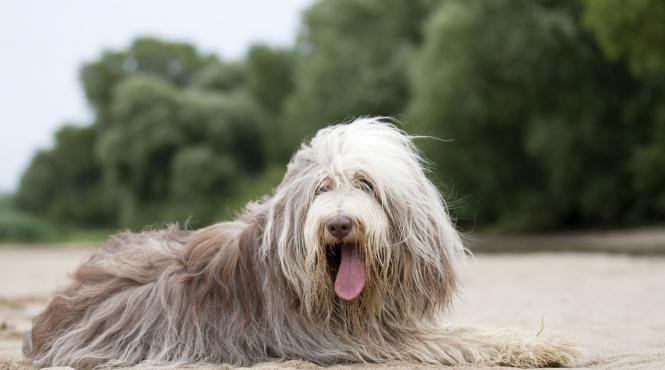 purici capuse infestare caini paraziti externi iarba