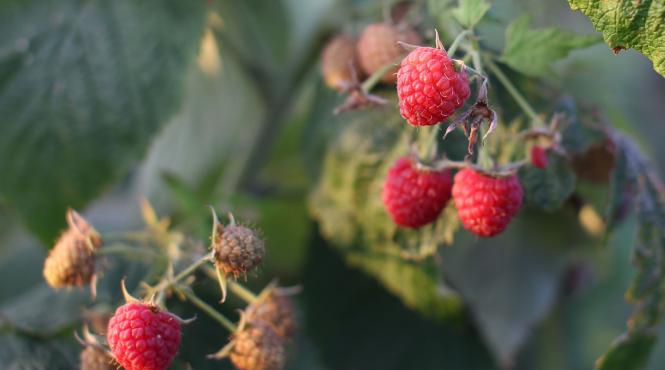 fruct bolnavi diabet afectiuni cardiovasculare endometrioza cristina toader