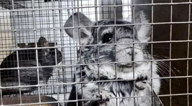 scandal interzicere ferme blana