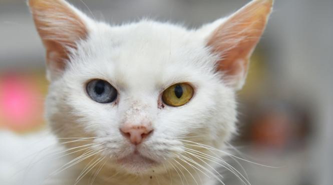 10 cele mai inteligente rase pisici