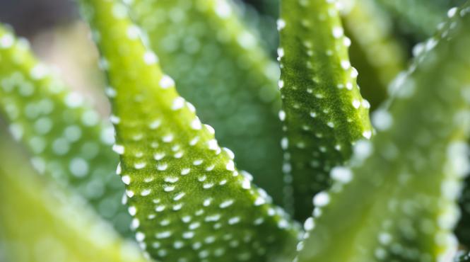 7 greseli pe care trebuie sa le eviti cand cultivi plante suculente