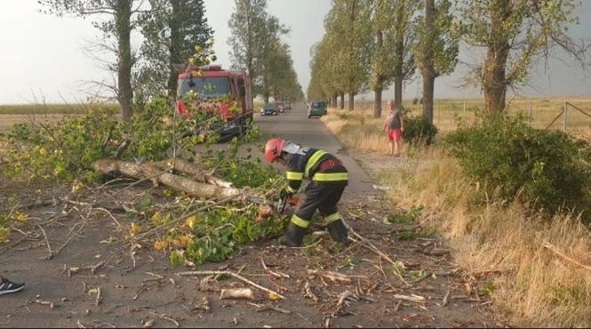 copaci trafic blocat turnu magurele