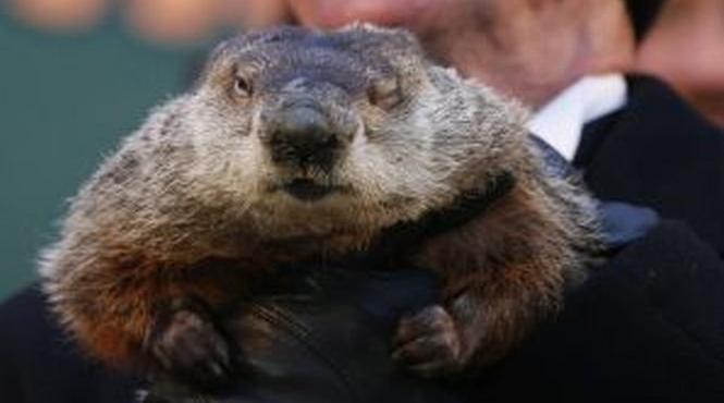 7 plante care tin cartitele departe de gradina ta