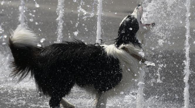 elena mateescu canicula nopti tropicale