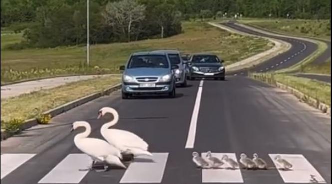 familie lebede traversa strada trecere pietoni emotionant