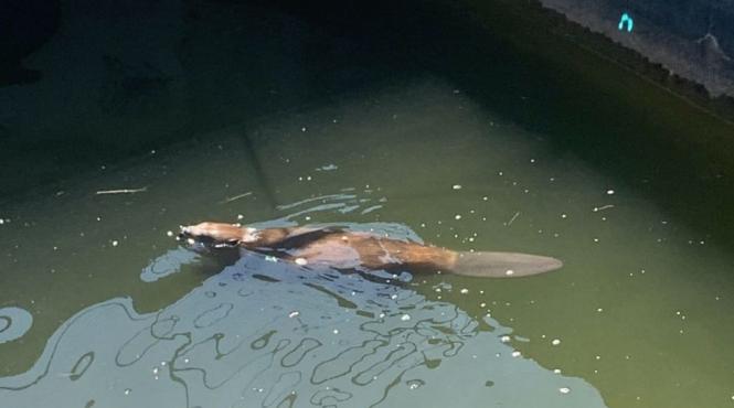 castorul billy salvat pompieri cazut bazin