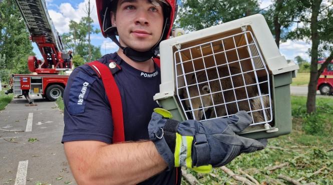 poveste ursulet trompetar fugit zoo oradea furtuna