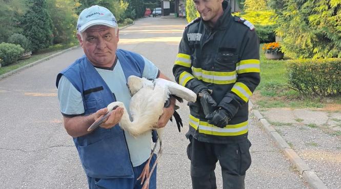 pui barza epuizat zbor salvat pompieri