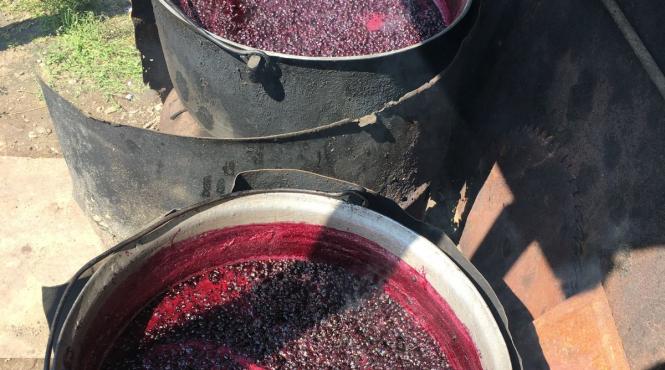 afine valea urii recoltare cules