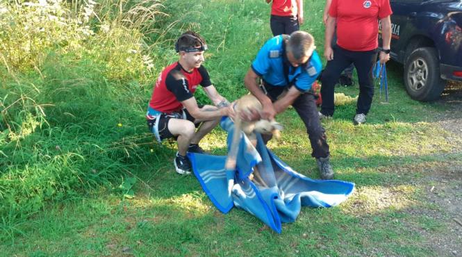 pui caprioara blocat grota ursilor