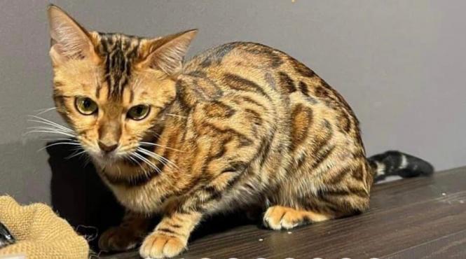 recompensa uriasa pisica pierduta romania