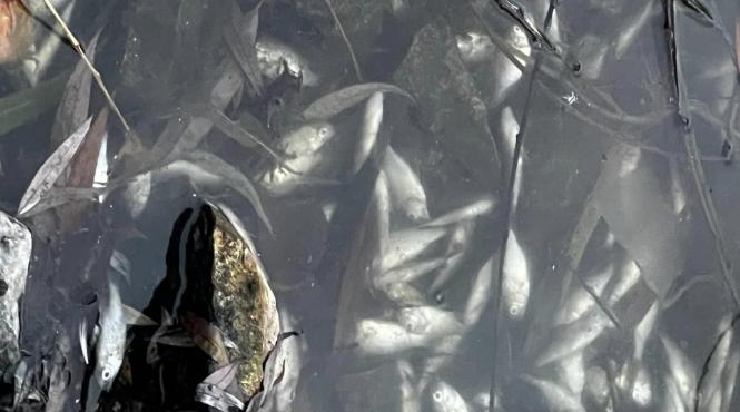 dezastru ecologic cluj mii pesti morti lac iulius mall emil boc