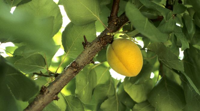 beneficii caise sanatate vitamine antioxidanti fibre