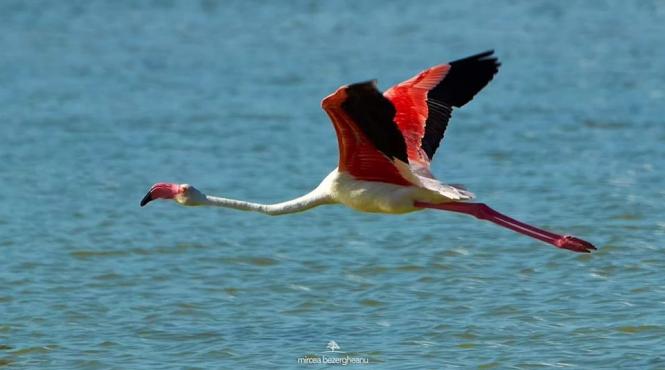 pasarile flamingo dobrogea