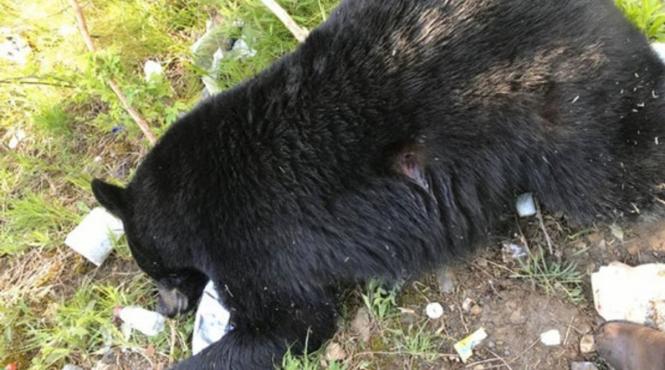 oameni atac ursi agresori