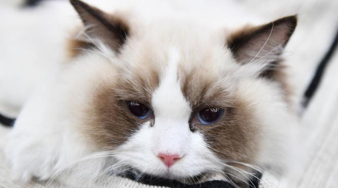 10 rase iubitoare pisici