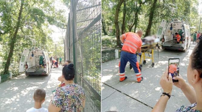 atacat tigru zoo barlad