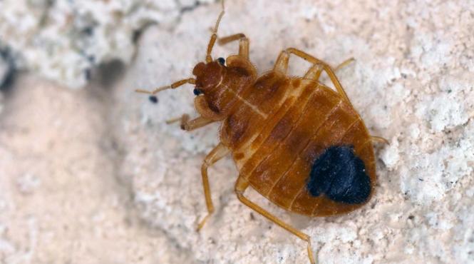 minister interne frigidere anti plosnite centre imigranti