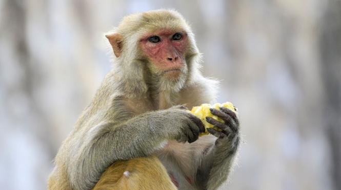 india oameni maimuta maimutele rhesus summitul g20