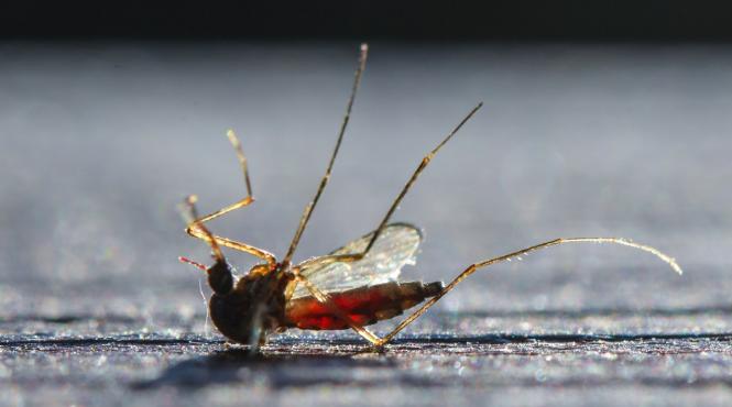 west nile femeie deces