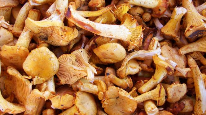 ghebe hribi galbiori trufe ciuperci beneficii uimitoare sanatate