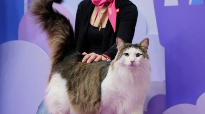 pisici adorabile rase rare 2023