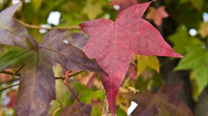 prognoza meteo septembrie 2023 temperaturi ridicate