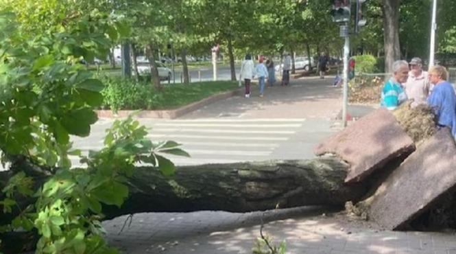 sectorul 3 din bucuresti copac cazut barbat lovita