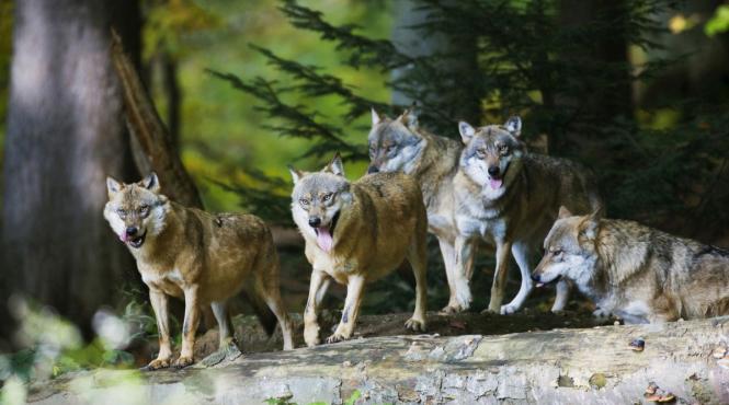 comisia europeana reducere numar lupi