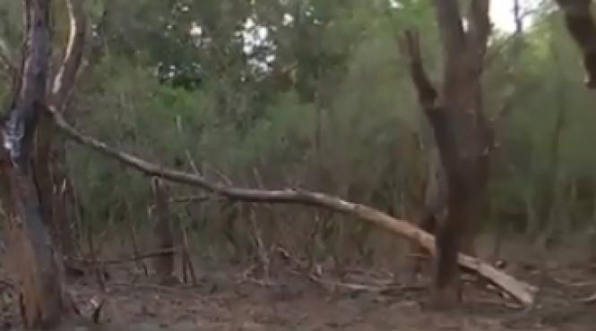 primarul comunei ceatalchioi bucati drona mapn